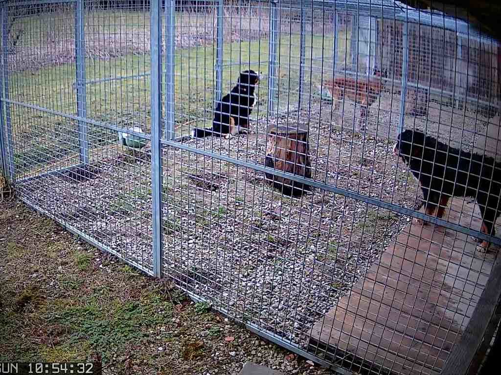 mario-hundetrainer-hundepension