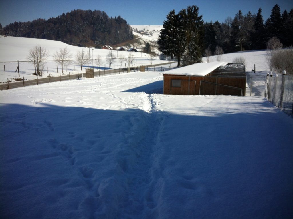 mario-hundetrainer-hundepension-winter-schnee